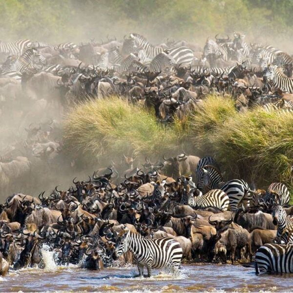 8 Days Wildebeest Migration Serengeti