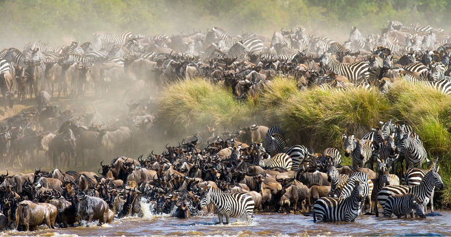 8 Days Wildebeest Migration Serengeti