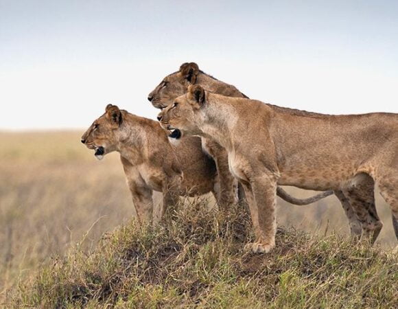 4 Days Serengeti Signature Safari