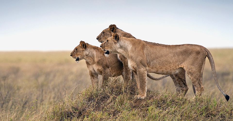 4 Days Serengeti Signature Safari