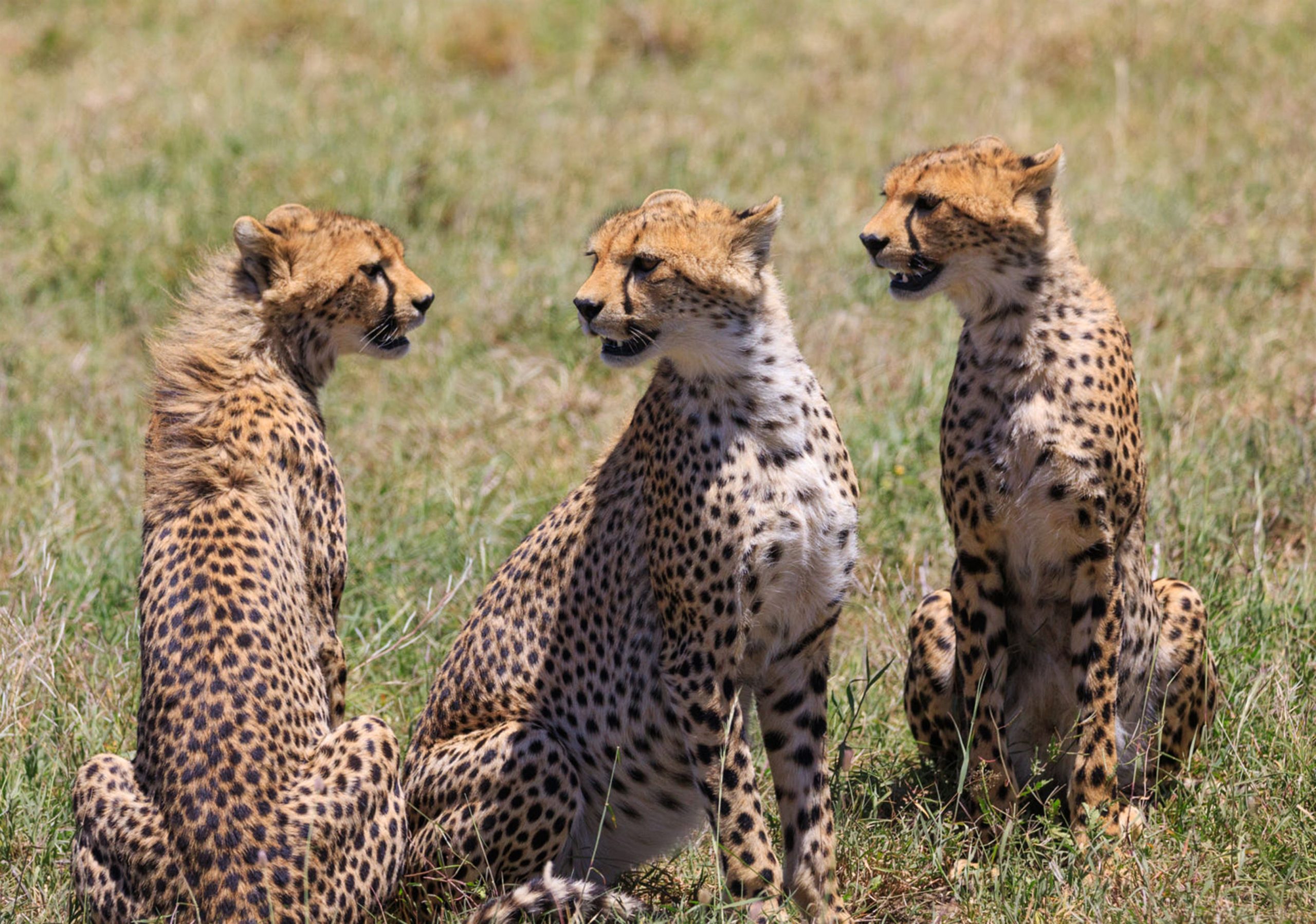 a-beautiful-and-breathtaking-wildlife-in-the-world-2023-12-21-18-13-04-utc