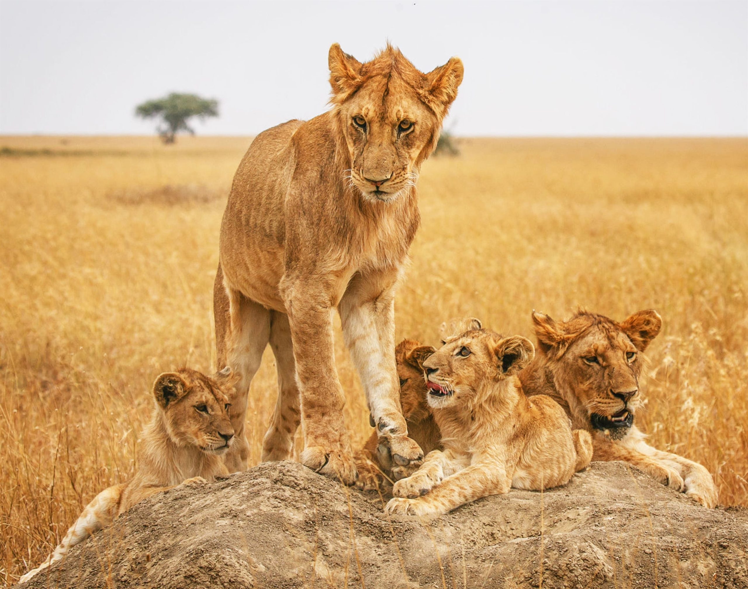 a-beautiful-and-breathtaking-wildlife-in-the-world-2024-01-24-16-55-34-utc