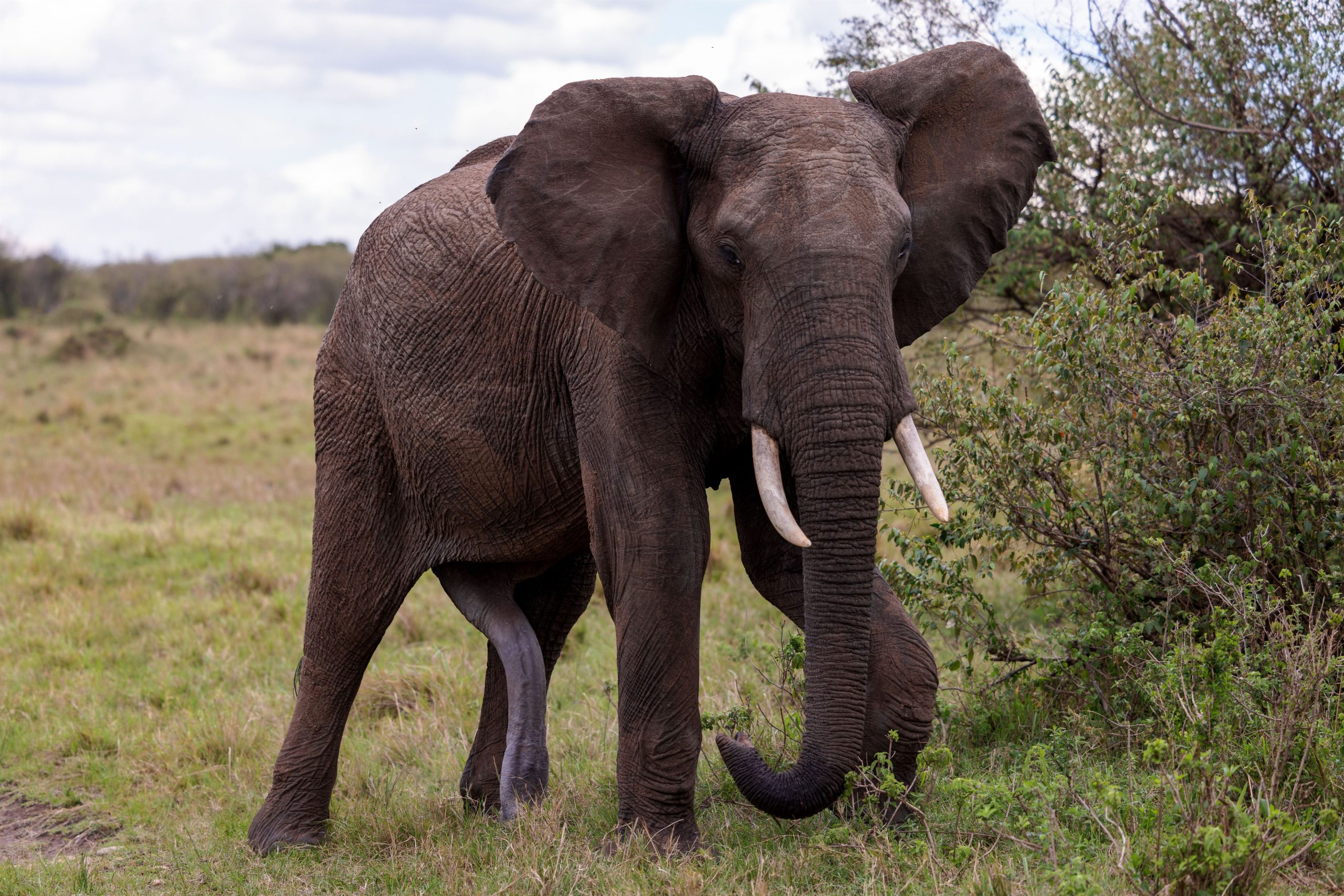 majestic-elephant-in-a-grassy-plain-surrounded-by-2023-11-27-05-00-49-utc