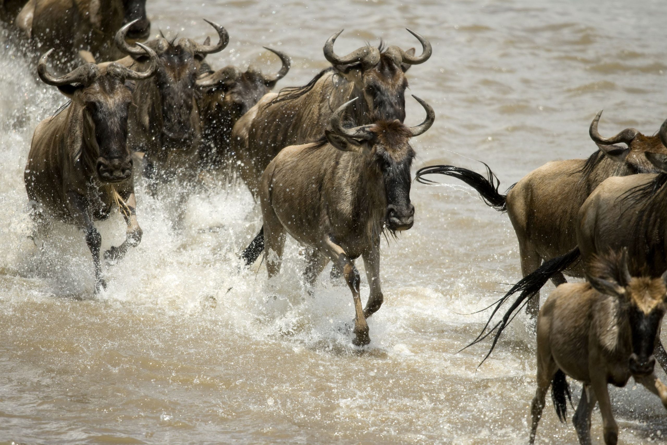wildebeest-running-in-river-in-the-serengeti-tanz-2023-11-27-05-19-56-utc