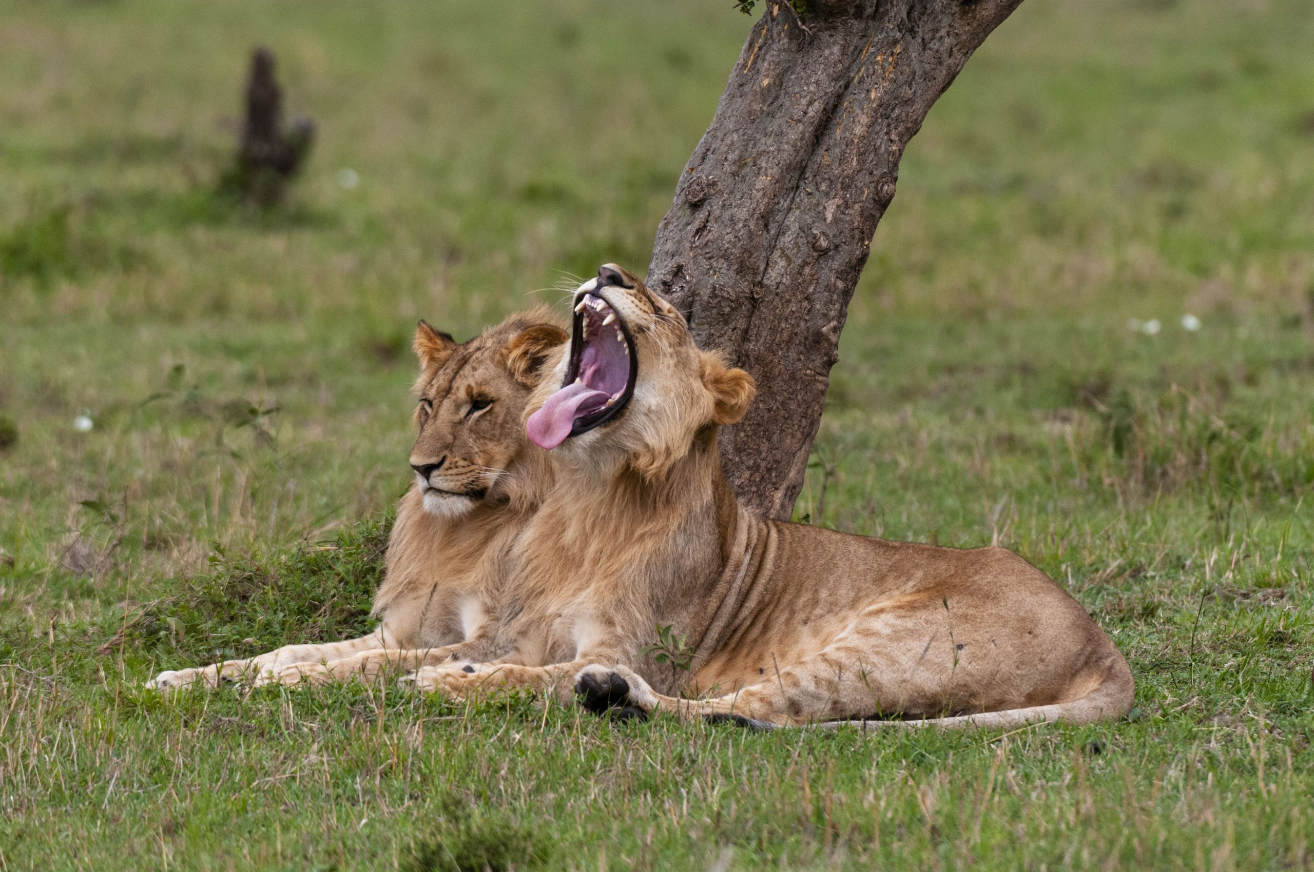young-lion-yawning-beside-a-companion-under-a-tree-2024-07-03-21-52-45-utc