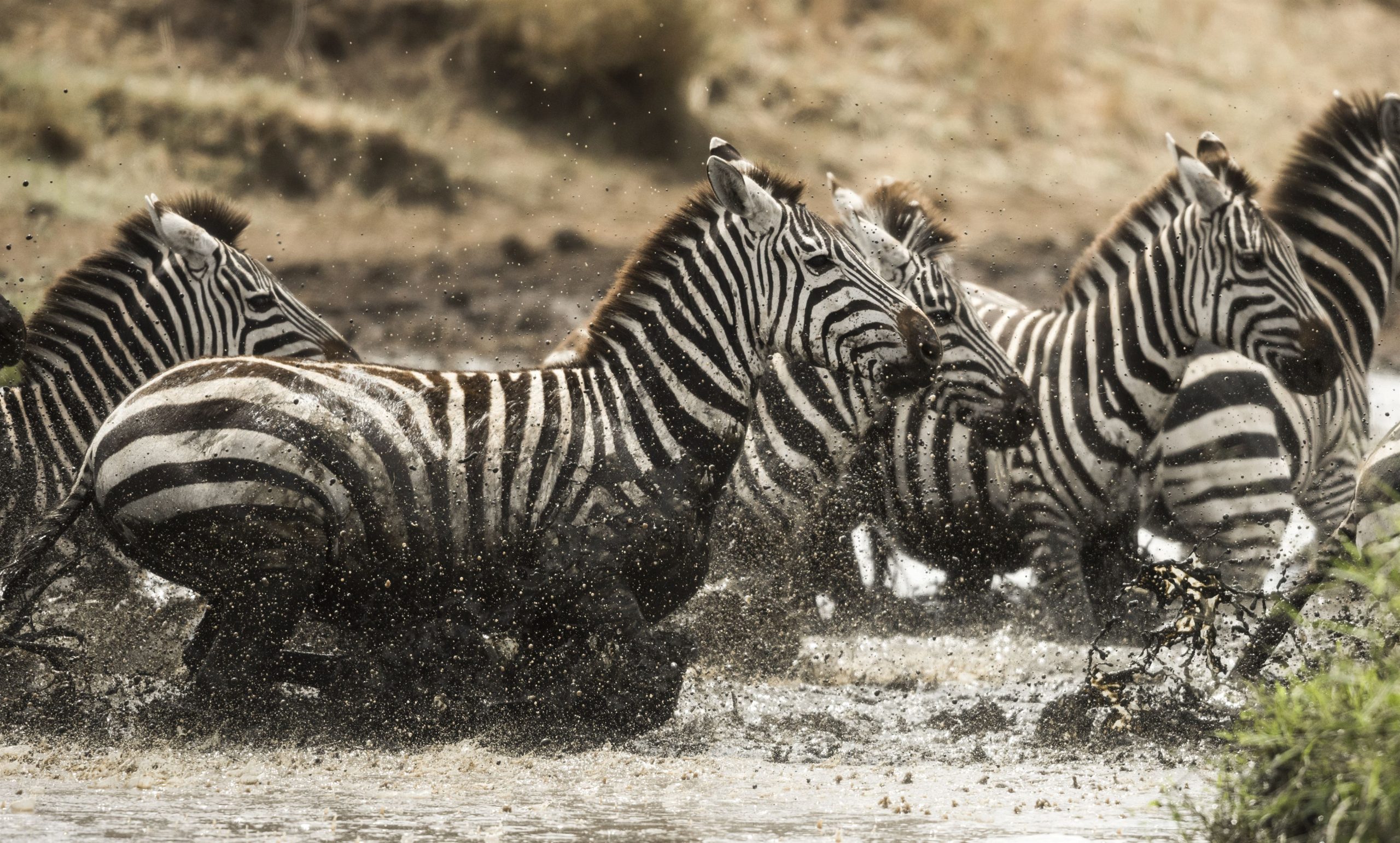 Zebras galloping in a river, Serengeti, Tanzania, Africa
