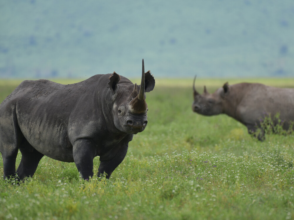 Three,African,Black,Rhinos,(who,Are,On,The,Verge,Of
